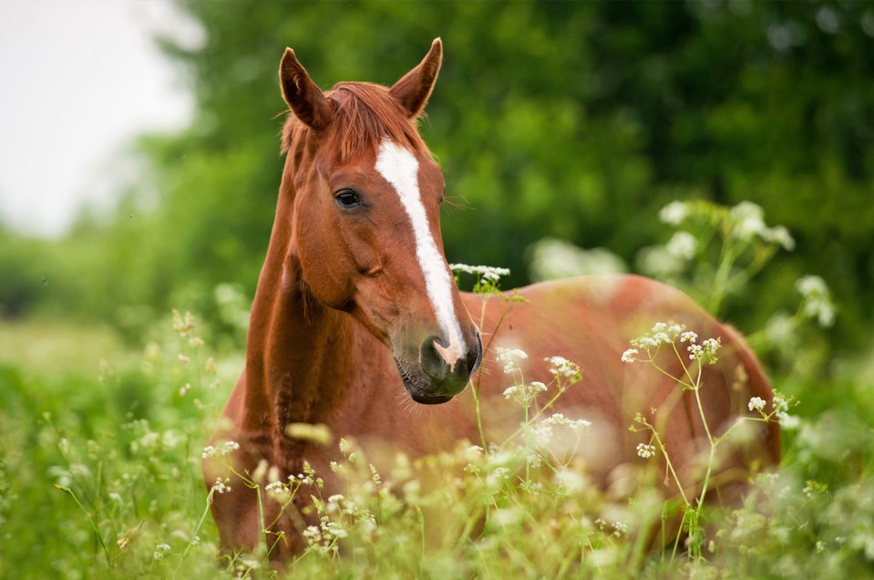 Veterinary Horsemanship  and surrounding areas